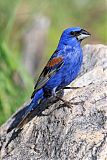 Blue Grosbeakborder=